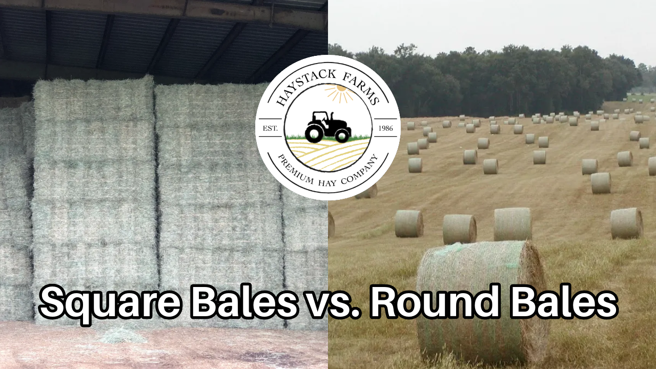 different types of hay, square or round, which is better