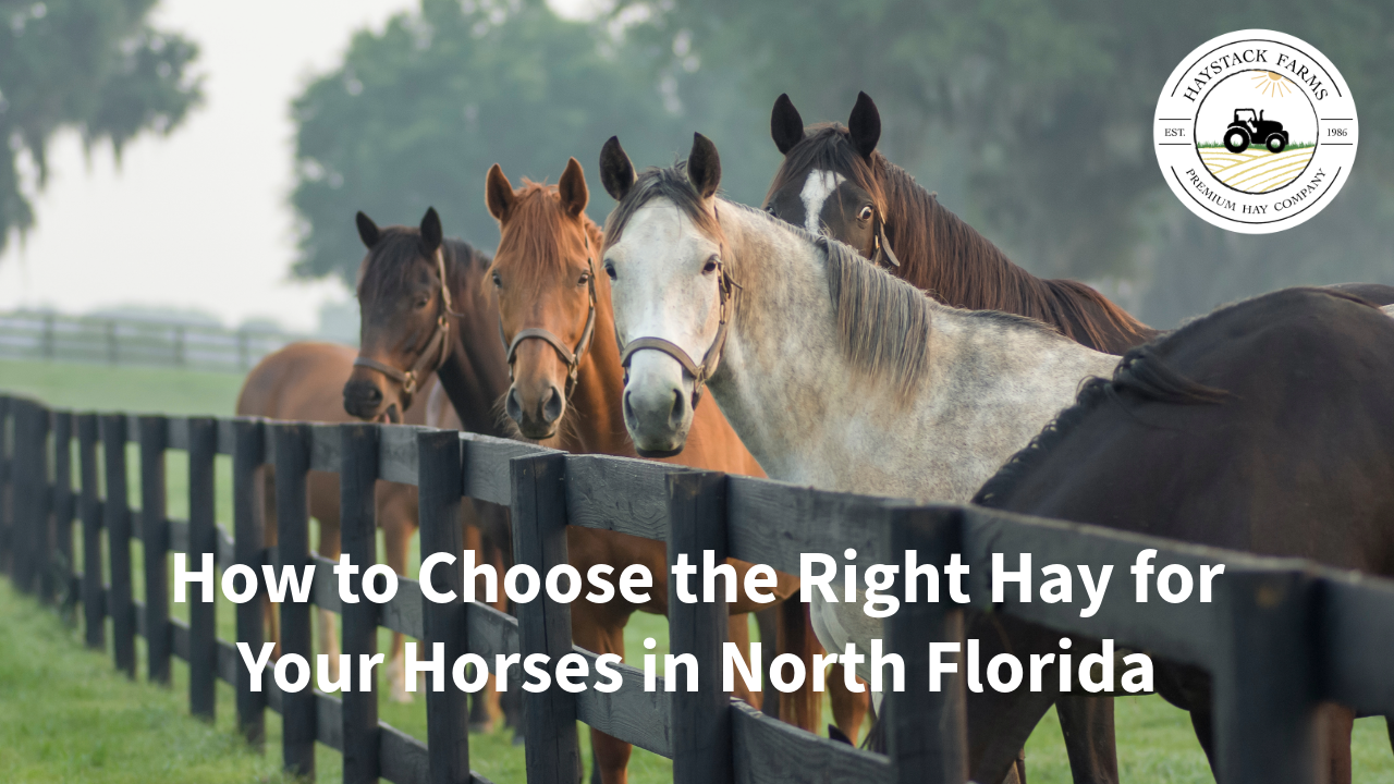 what is the best hay for horses in florida?